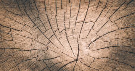 Wooden background image: tree stump, close up