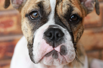 Closeup Bulldog Face With Brick Background