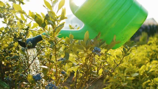 Gardening activity - close up shot of watering the plants of blueberries with beautiful golden sun backlight