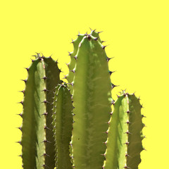 Cactus silhouette in the yellow background