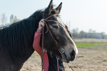 Harnessing a horse. Putting a horse on a horse face.