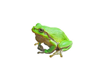 Small European tree frog isolated on white background