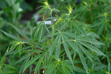 hemp or marihuana field