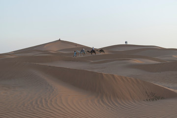 Fototapeta na wymiar Dromedari nel deserto