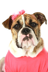 Australian Bulldog Wearing Bow and Shirt with White Background