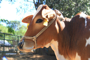 Cows live in a stall at the farm. The cows were written symbols on their ears by livestock.