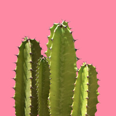 Cactus silhouette in the pink background