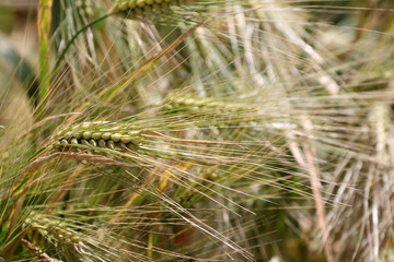 Des épis de blé