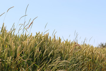 Du blé dans le ciel