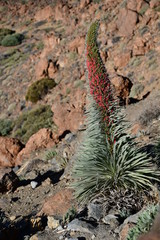 El Teide y Las Cañadas
