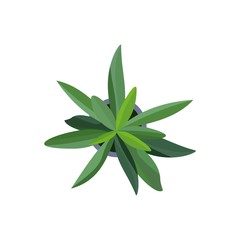 Top view. Green plants easy copy paste in your landscape design projects or architecture plan. Isolated flower on white background. Vector