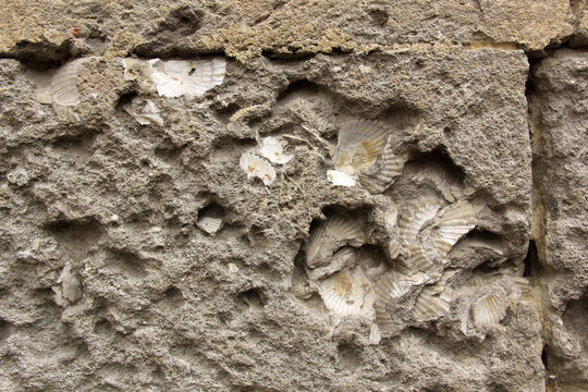 fossiles dans le mur