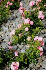 Molenbeek-Saint-Jean : Parterre de fleurs roses au boulevard Machtens (Bruxelles-Belgique)