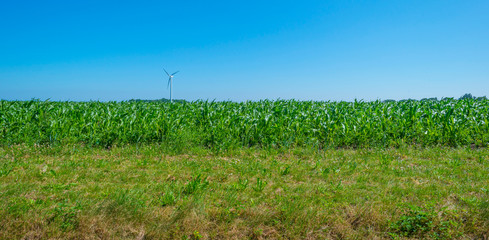 Obraz premium Field with vegetables below a blue sky in sunlight in summer