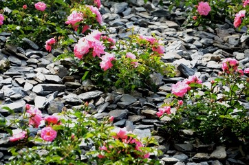Molenbeek-Saint-Jean : Parterre de fleurs roses au boulevard Machtens (Bruxelles-Belgique)