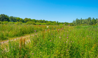 Fototapeta na wymiar The edge of a pond in a green grassy field with flowers below a blue sky in sunlight in summer