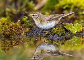 Chiffchaff