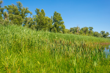 The edge of a pond in a green grassy field with flowers below a blue sky in sunlight in summer