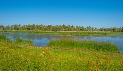 The edge of a pond in a green grassy field with flowers below a blue sky in sunlight in summer