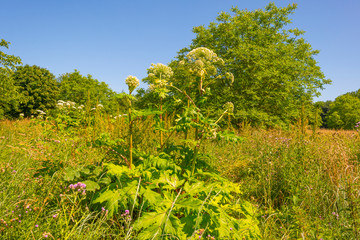 Trees in a green grassy field with flowers below a blue sky in sunlight in summer
