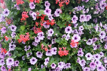 Molenbeek-Saint-Jean : Bosquet de fleurs au square Machtens (Bruxelles-Belgique)