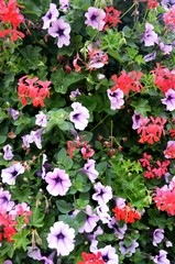 Molenbeek-Saint-Jean : Bosquet de fleurs au square Machtens (Bruxelles-Belgique)