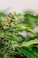 Bud cannabis before harvest. medicinal marijuana cbd thc. buds grown cannabis in the house.