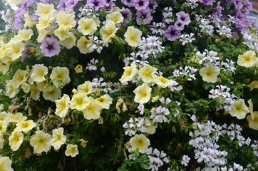 Molenbeek-Saint-Jean : Bosquet de fleurs au square Machtens (Bruxelles-Belgique)
