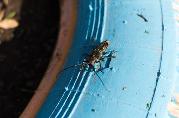 black beetle on blue background closeup