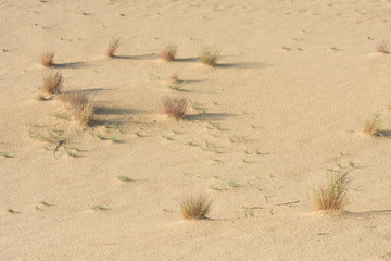 Desert landscape with rare vegetation.