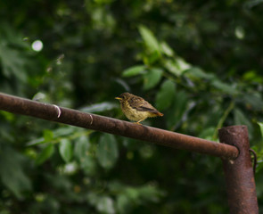 nestling of nightingale on metallic construction, small bird