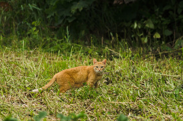 red cat on the hunt