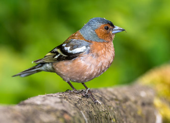 finch