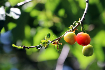 Des cerises presque mûres