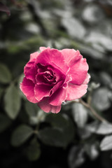 Pink flowers beside my house