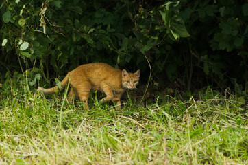 red cat on the hunt