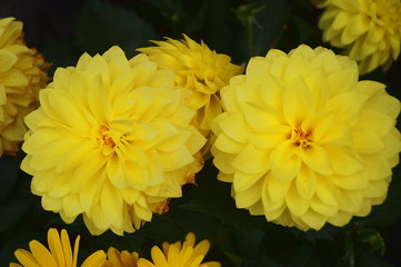 Yellow dahlia flowers