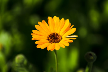 calendula  closeup, beautiful orange flower