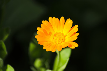 calendula  closeup, beautiful orange flower