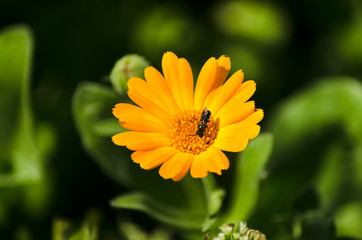 calendula  closeup, beautiful orange flower