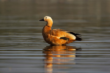 Brahminy duck, Bhigvan, Pune, Maharashtra, India