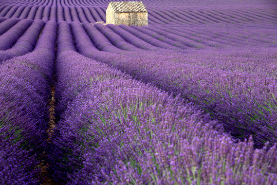 La casa della lavanda