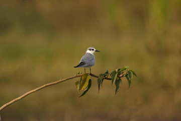 Little tern, Bhigavan, Pune, Maharashtra, India