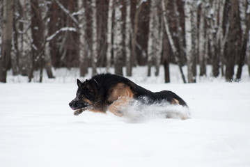 East European Shepherd playing in the snow