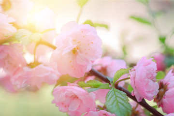 Pink flower sakura bloom in spring season, closeup