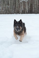 East European Shepherd playing in the snow