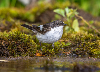 pied flycatcher