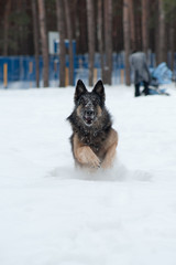 East European Shepherd playing in the snow