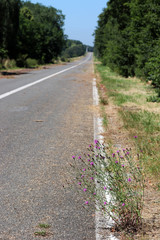 A601 l’autoroute abandonnée en fleur