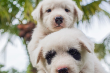 Thai bangkaew dog, 2 cute white puppies in the garden and looking at the camera